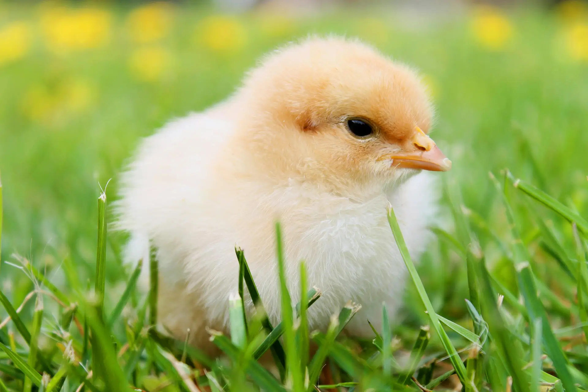 chicks-spring-chicken-plumage-55834-55834 Cute fluffy chick enjoying springtime outdoors, ideal for nature photography.