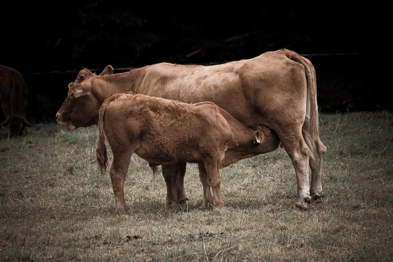 cow, bovine, calf, suckle, mammal, nature, pasture, agriculture, farm yard, cow, cow, cow, cow, cow