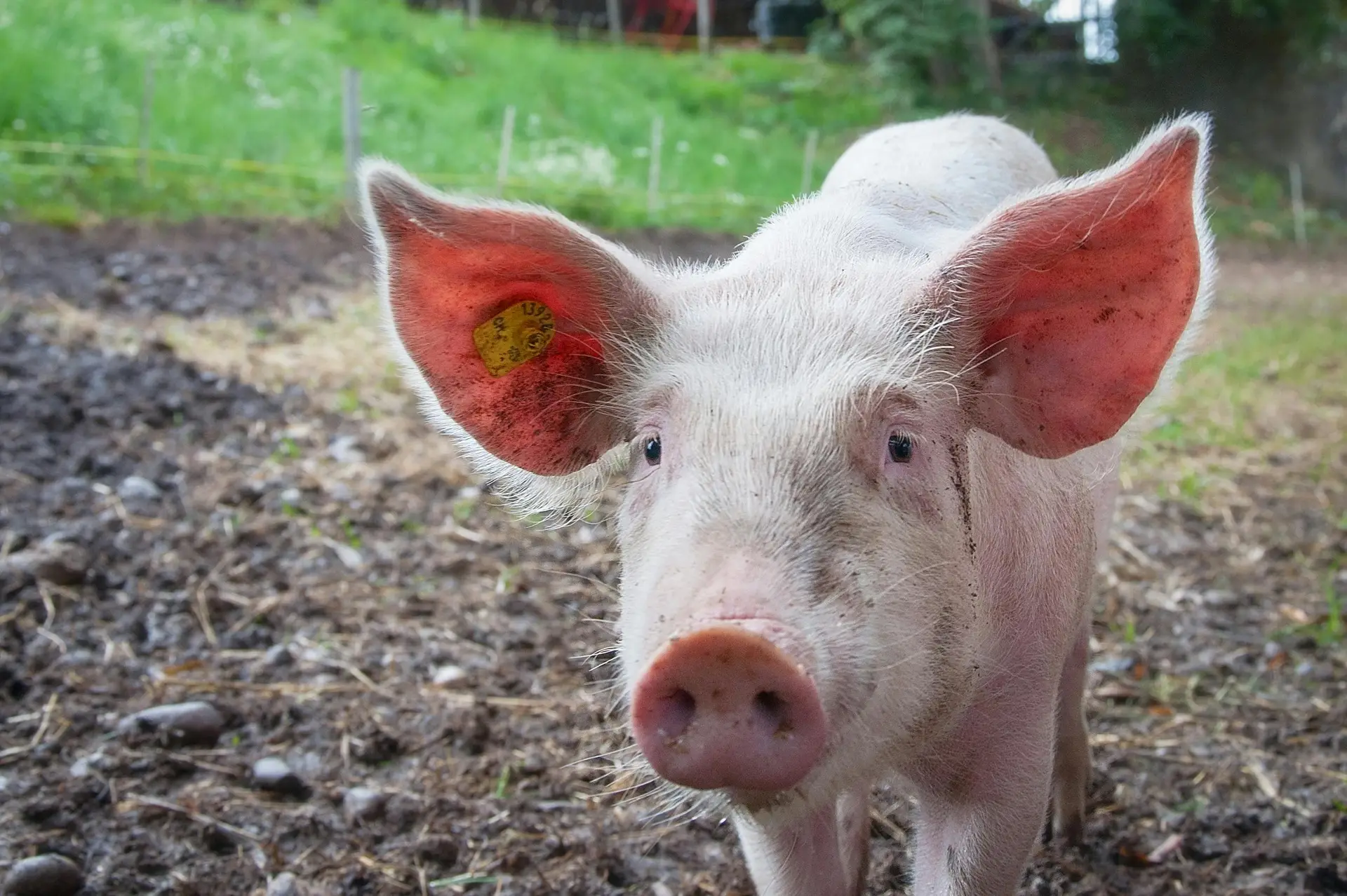 An inquisitive young pig explores the farm, surrounded by greenery and open space, showcasing rural life.