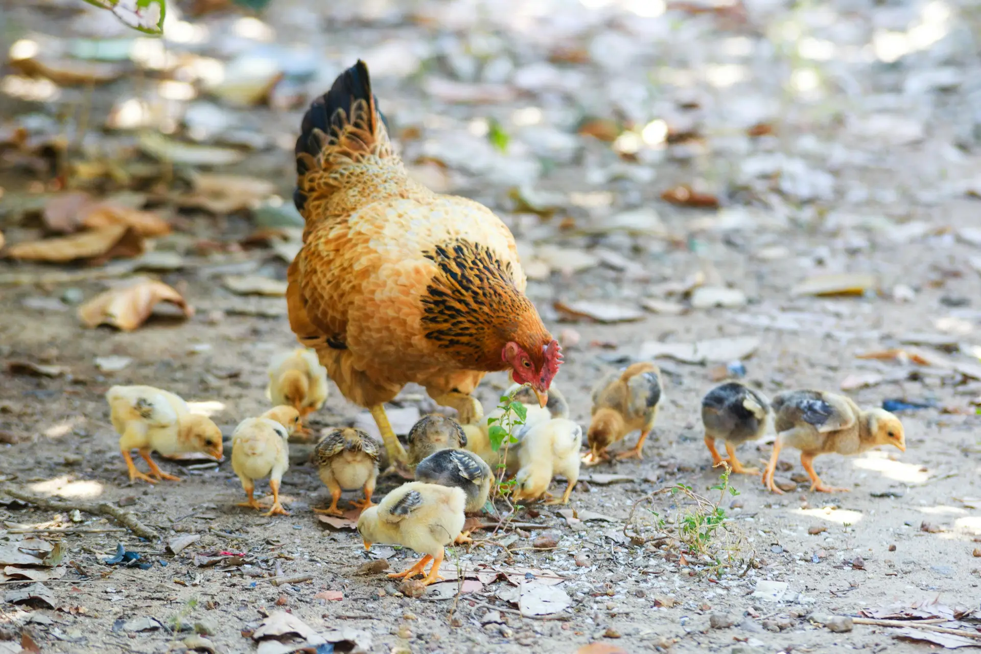 pexels-photo-2134246-2134246 Mother hen and her chicks feeding on a farm ground, showcasing natural behavior.