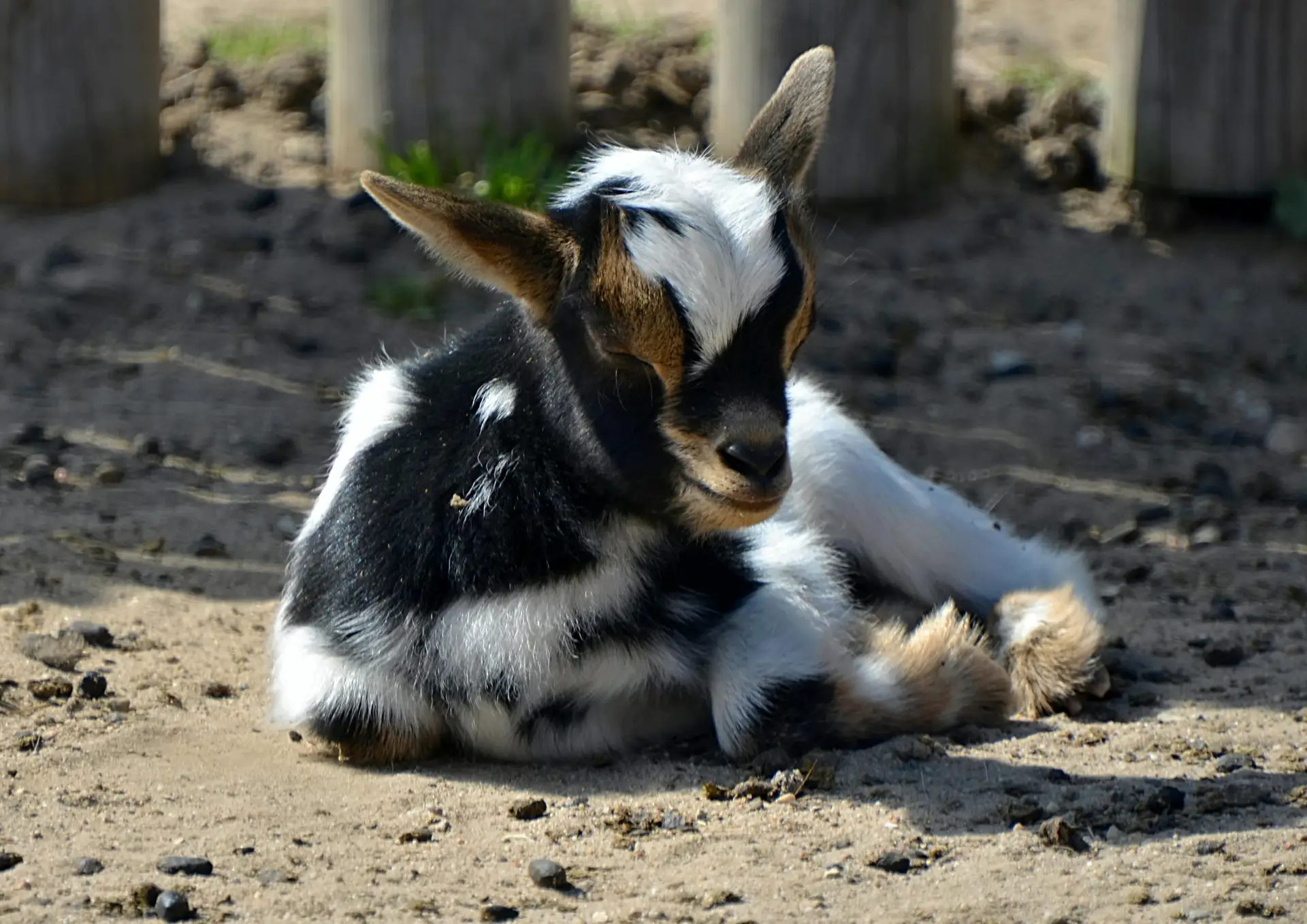 Cute baby goat lying down in a sunny outdoor enclosure, showcasing natural beauty and tranquility.