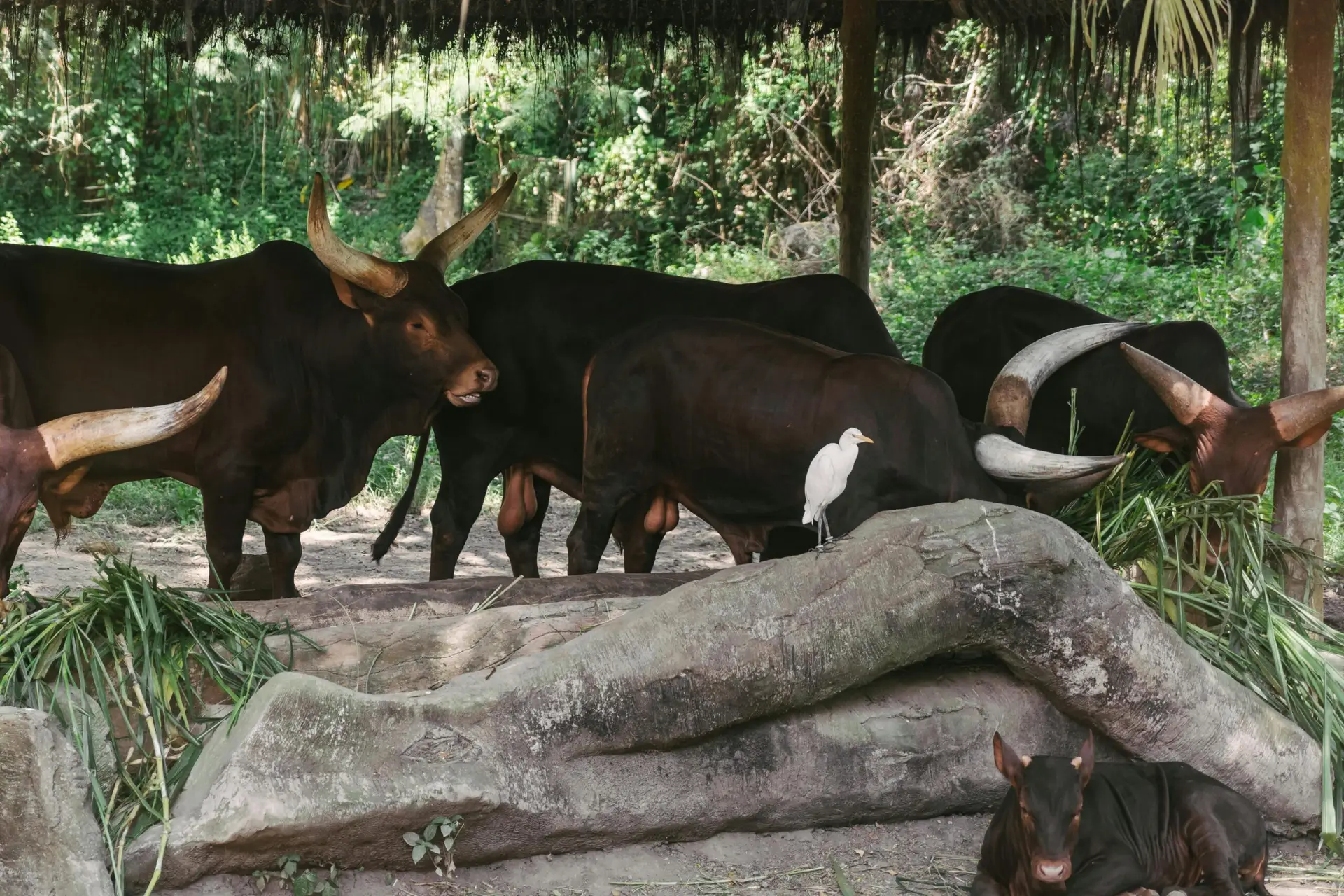 pexels-photo-7723961-7723961 Ankole-Watusi cattle rest under shelter with an egret in a natural setting.